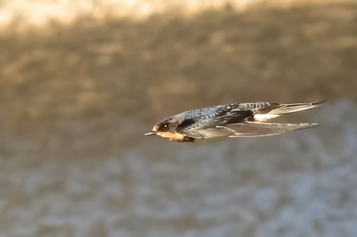 Golondrina Común - ML420936421