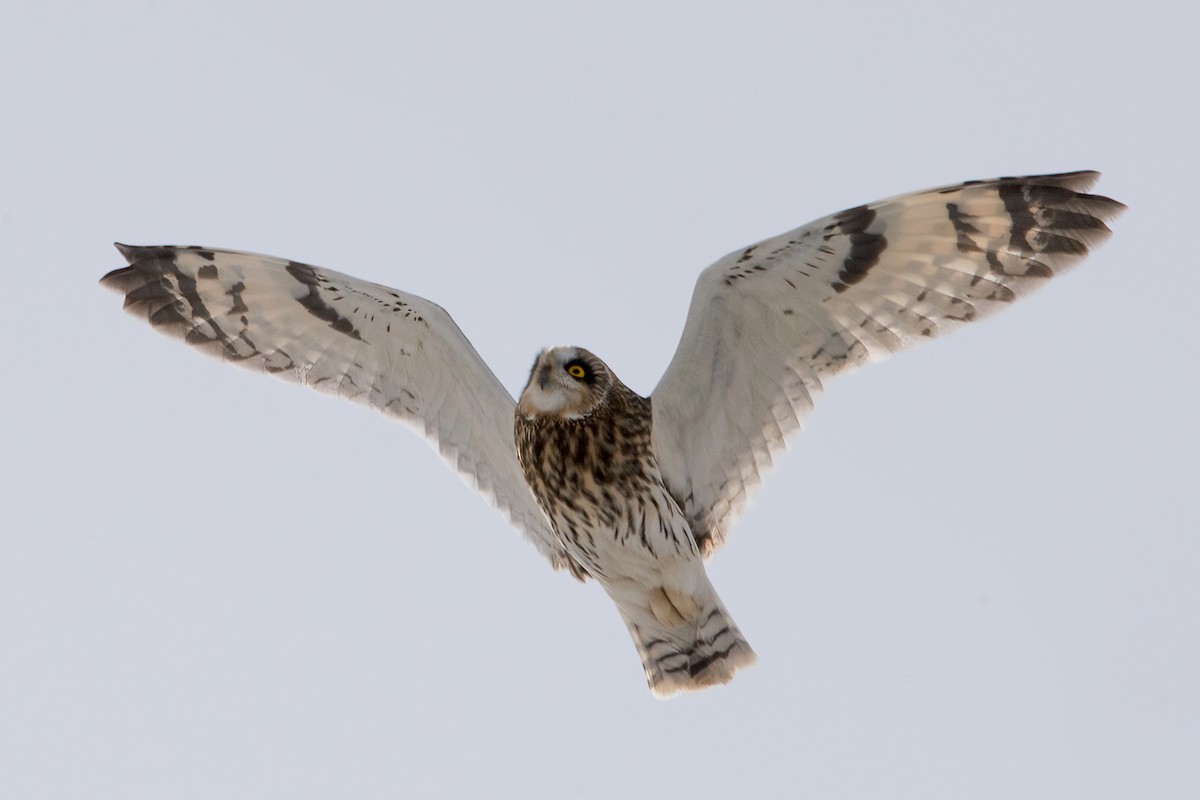 Short-eared Owl - Sue Barth