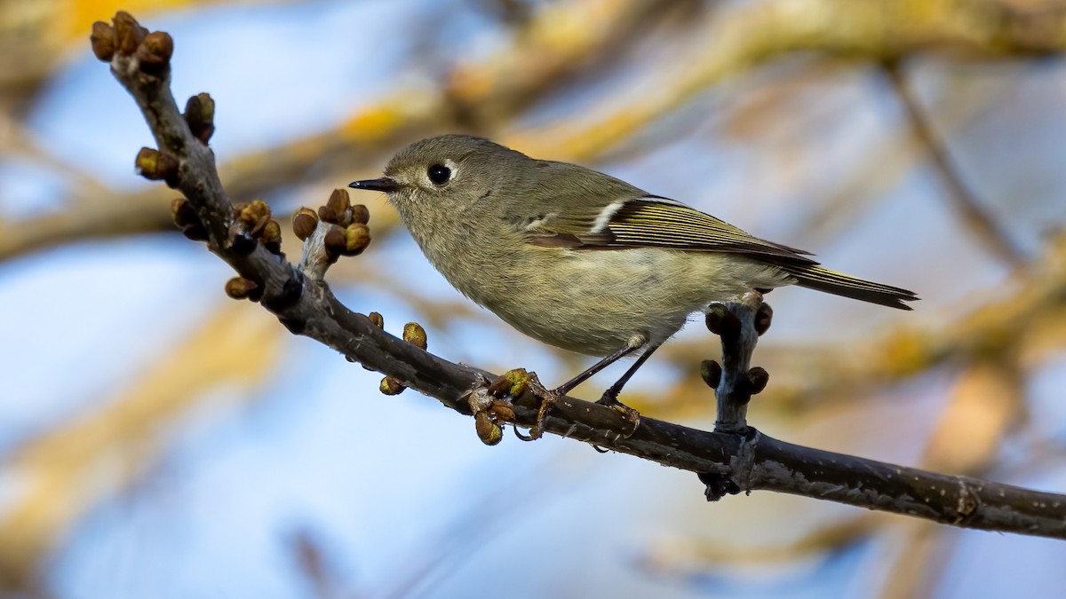 Ruby-crowned Kinglet - ML420939411