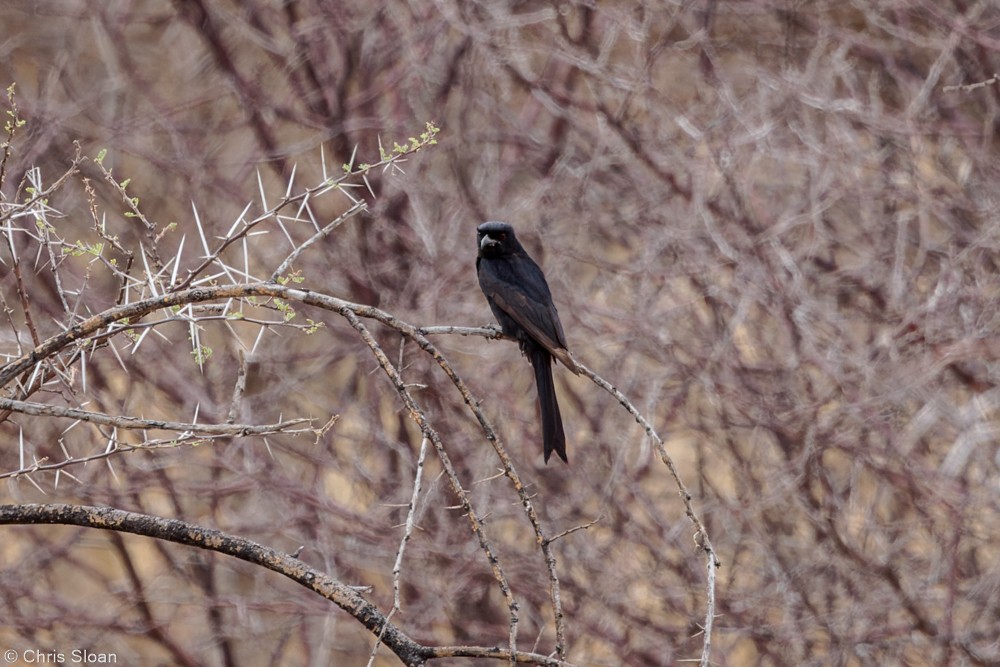 Fork-tailed Drongo (Clancey's) - ML420939611