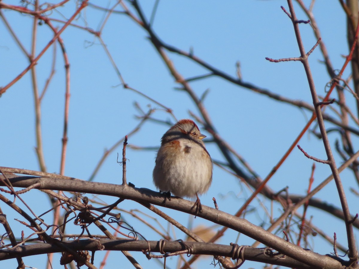 American Tree Sparrow - ML420940851