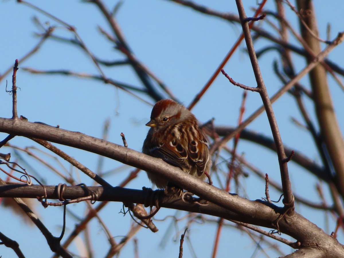 American Tree Sparrow - ML420940861