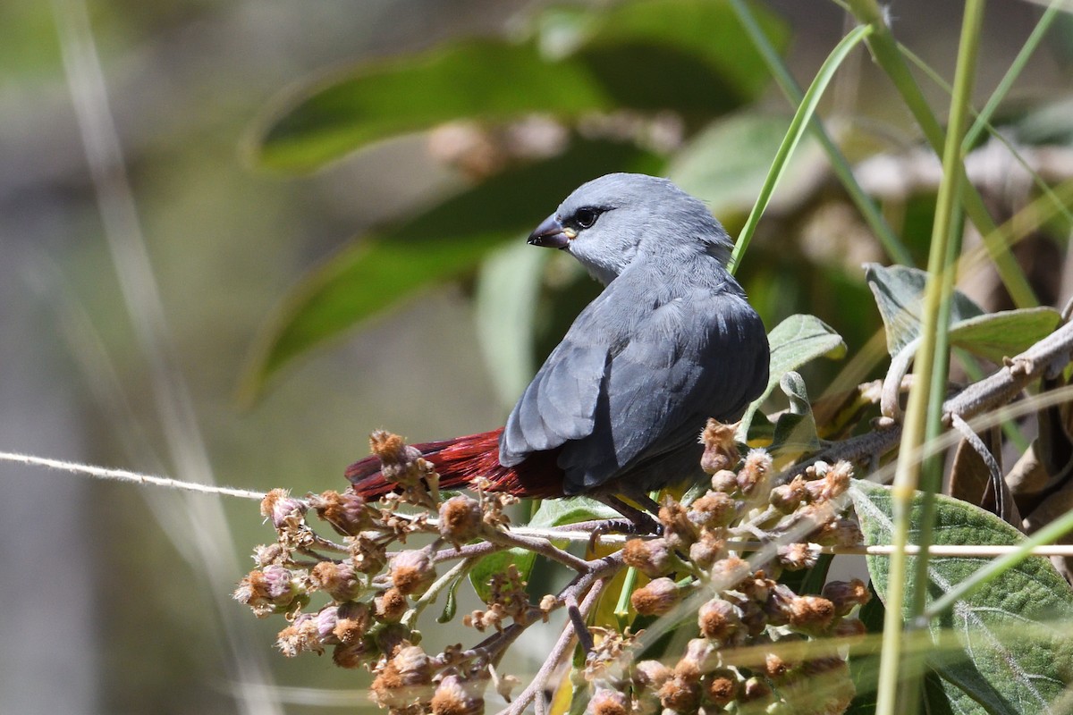 Lavender Waxbill - Barry Blust