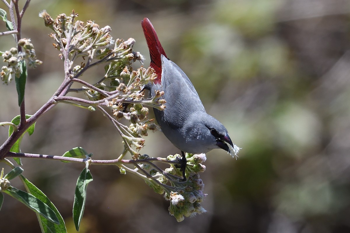 Lavender Waxbill - Barry Blust