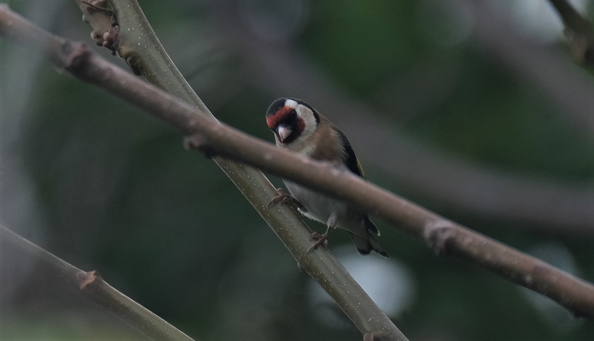 Jilguero Europeo - ML420943951