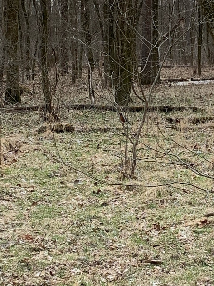 American Robin - ML420944551