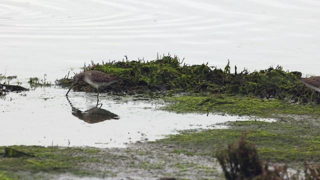 Long-billed Dowitcher - ML420947041