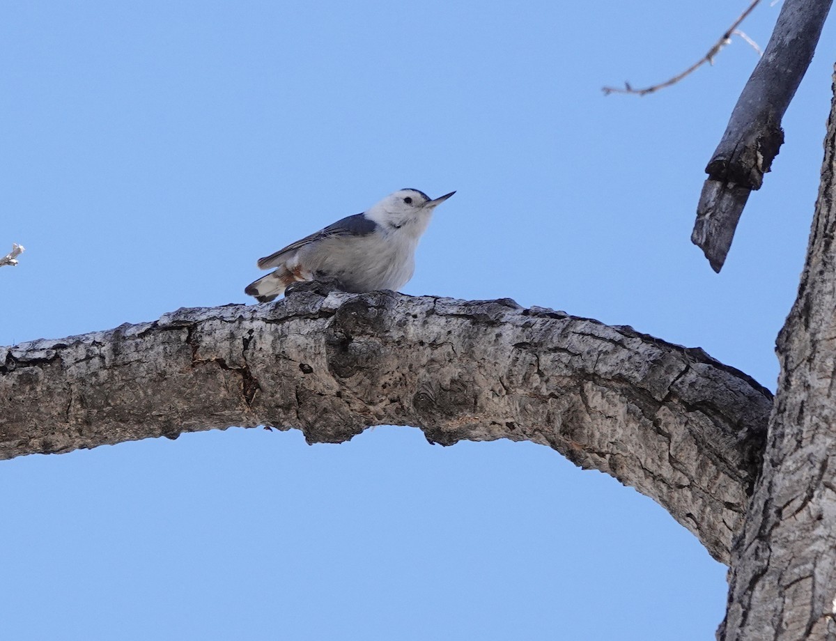 White-breasted Nuthatch - ML420947191