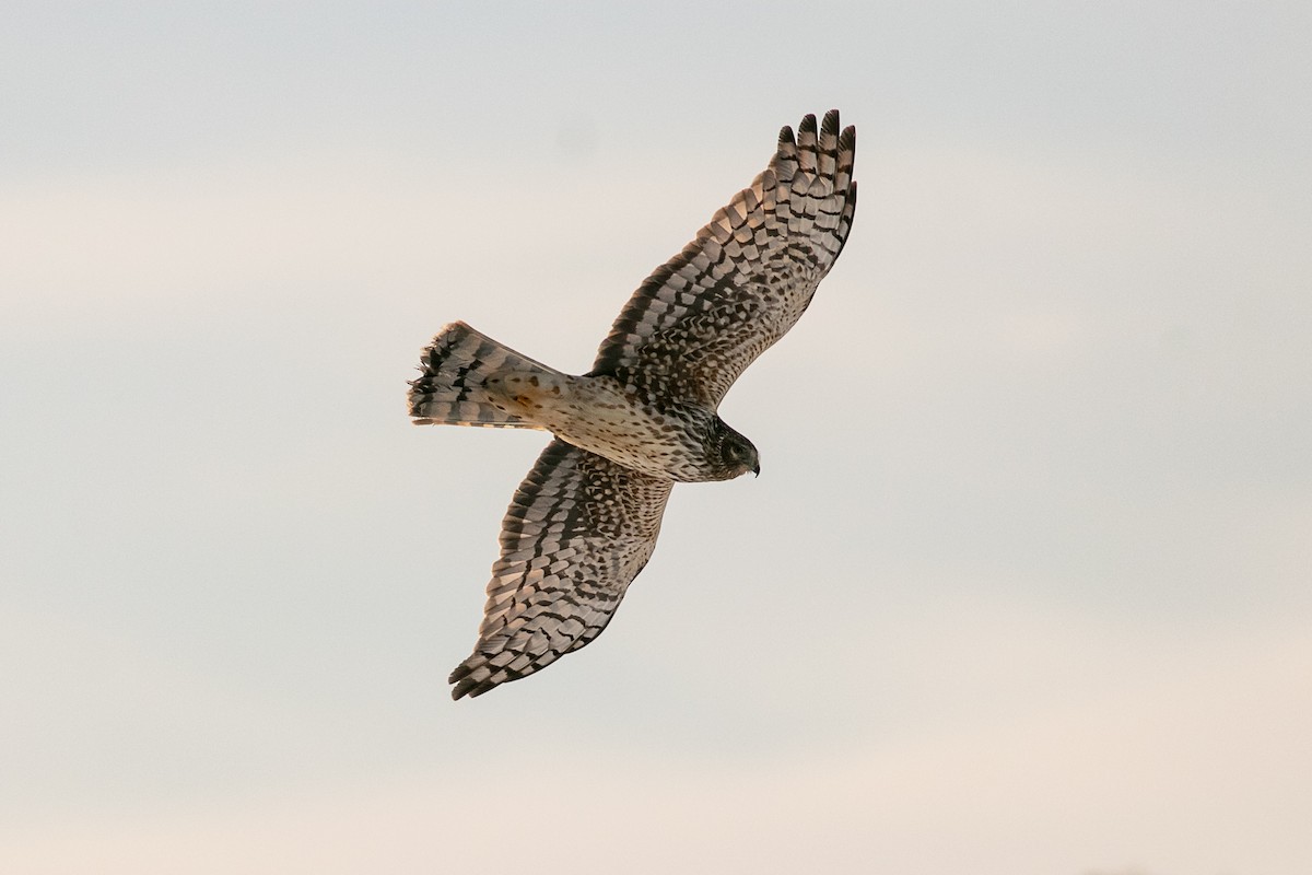 Northern Harrier - ML420947281