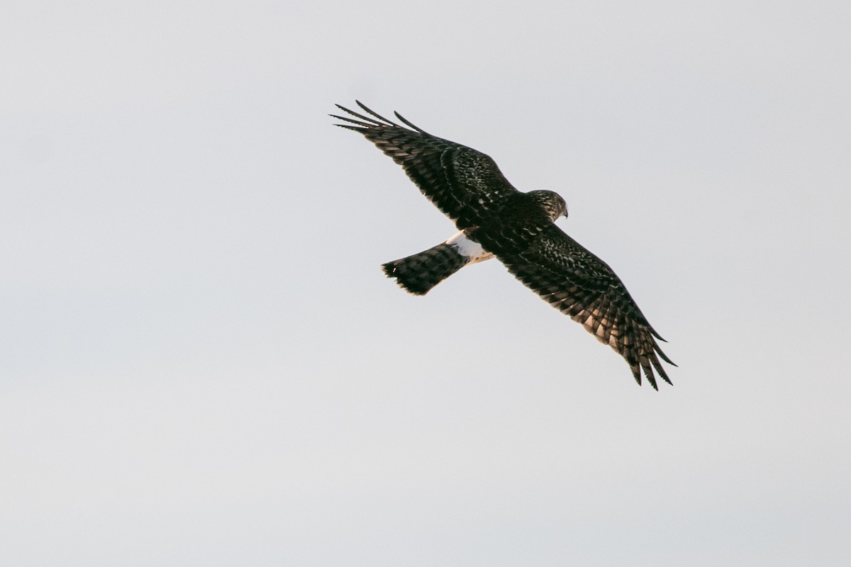 Northern Harrier - ML420947291