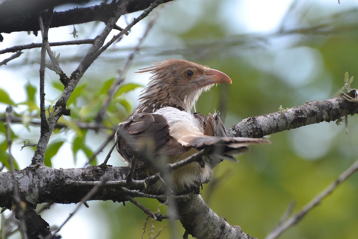 Guira Cuckoo - ML420947531