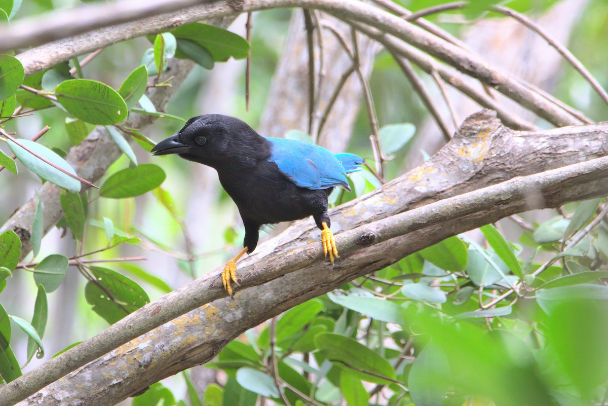 Yucatan Jay - ML420948061