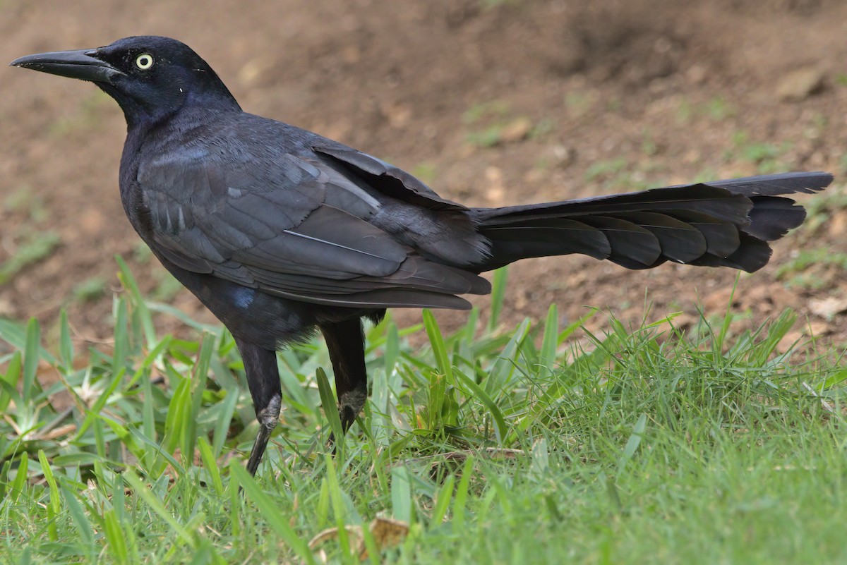 Great-tailed Grackle - ML420948111