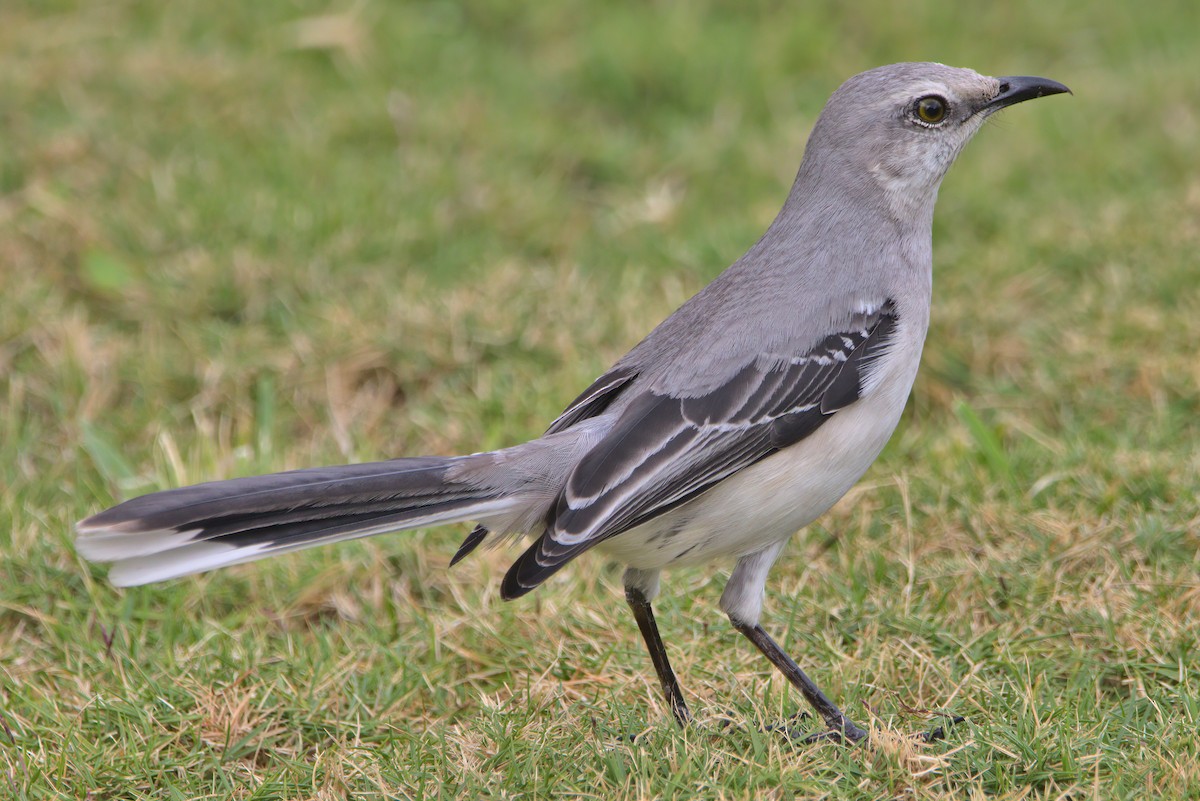 Tropical Mockingbird - ML420948311