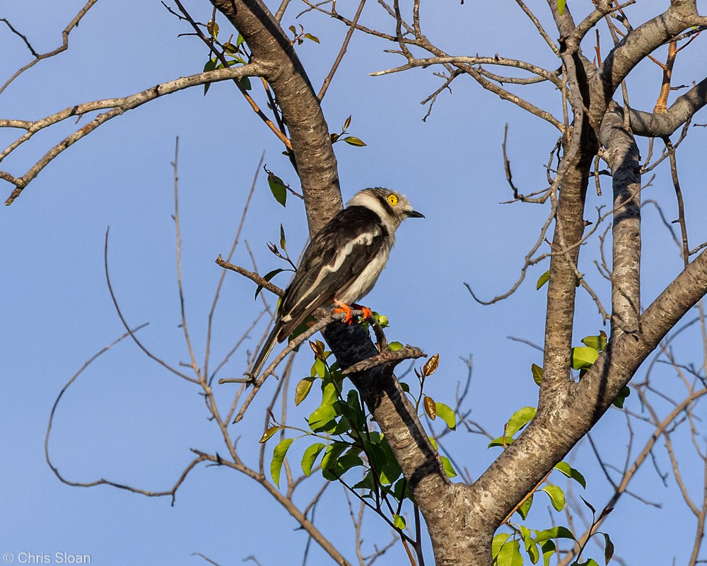 Prionopo Crestiblanco (grupo poliocephalus) - ML420949801