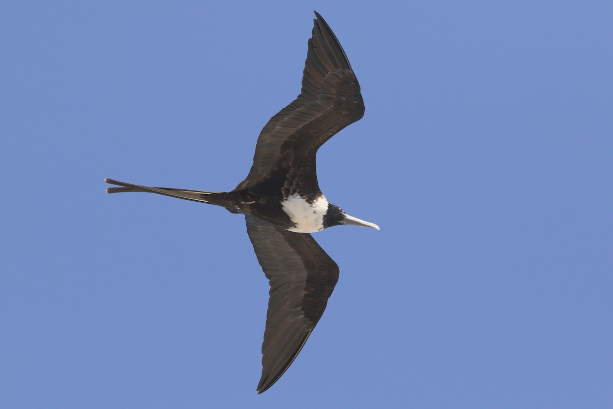 Magnificent Frigatebird - ML420950121