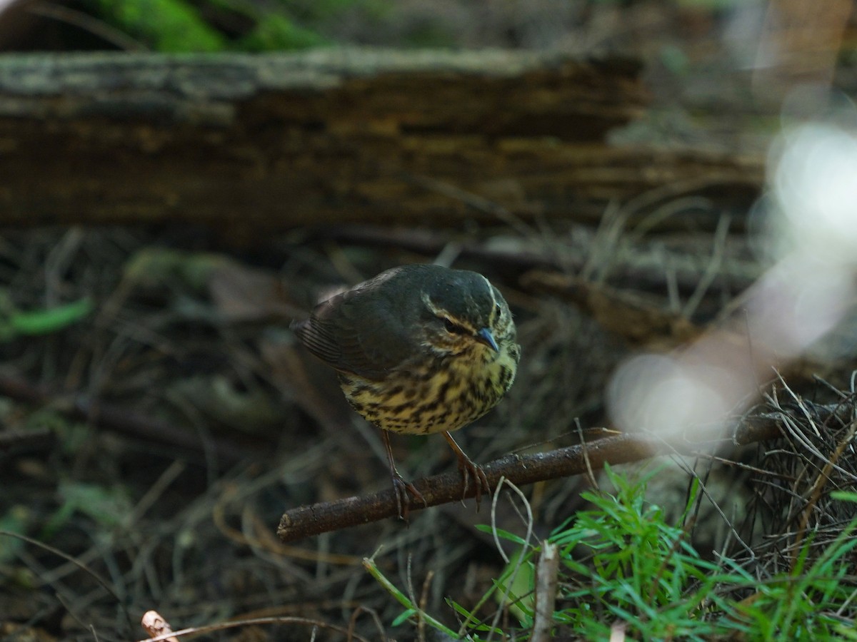 Northern Waterthrush - ML420950711