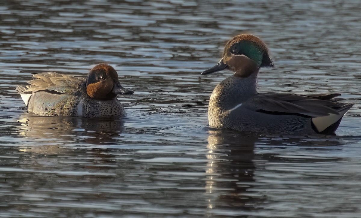 Green-winged Teal - ML420951141