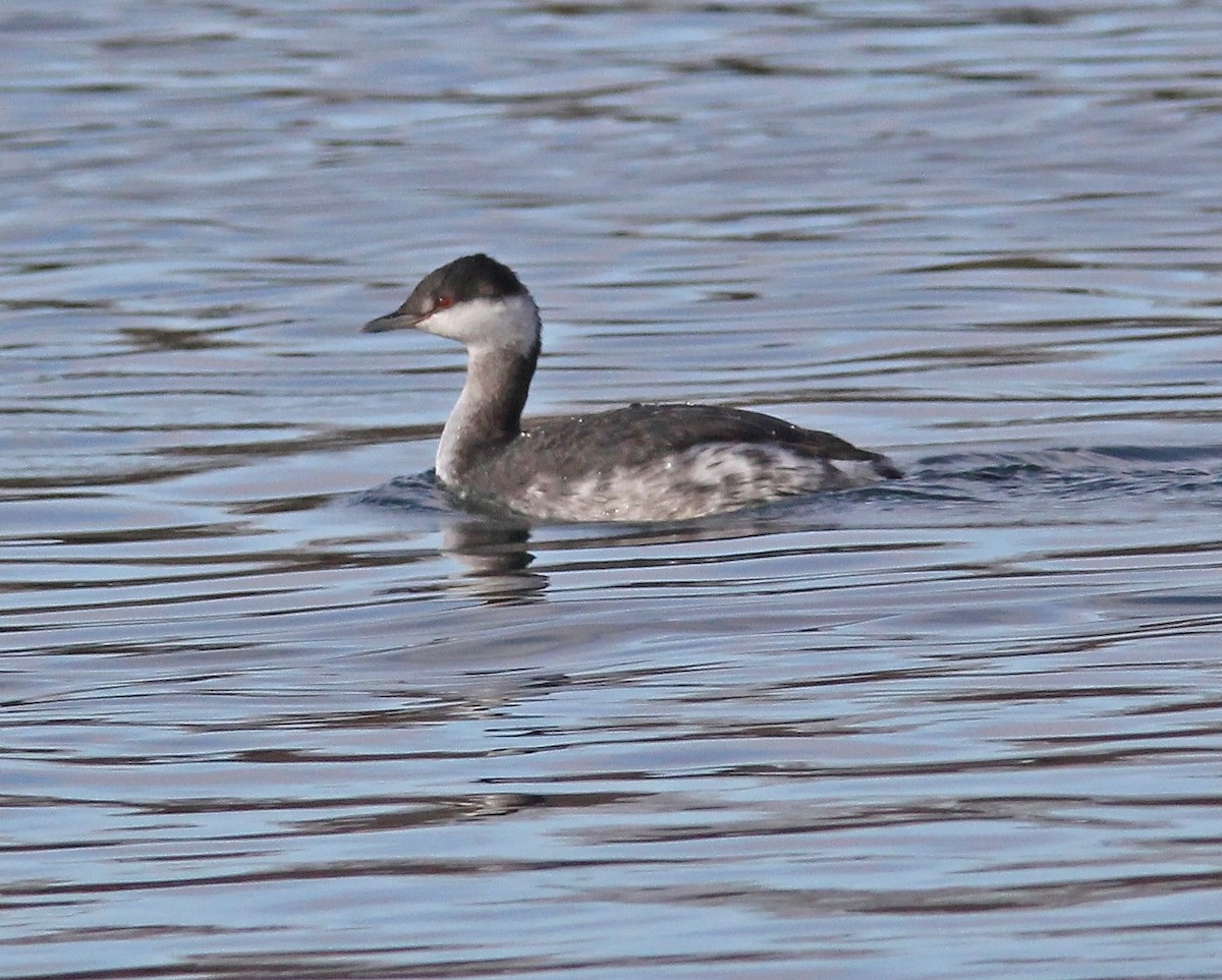 Horned Grebe - Timothy Reeves
