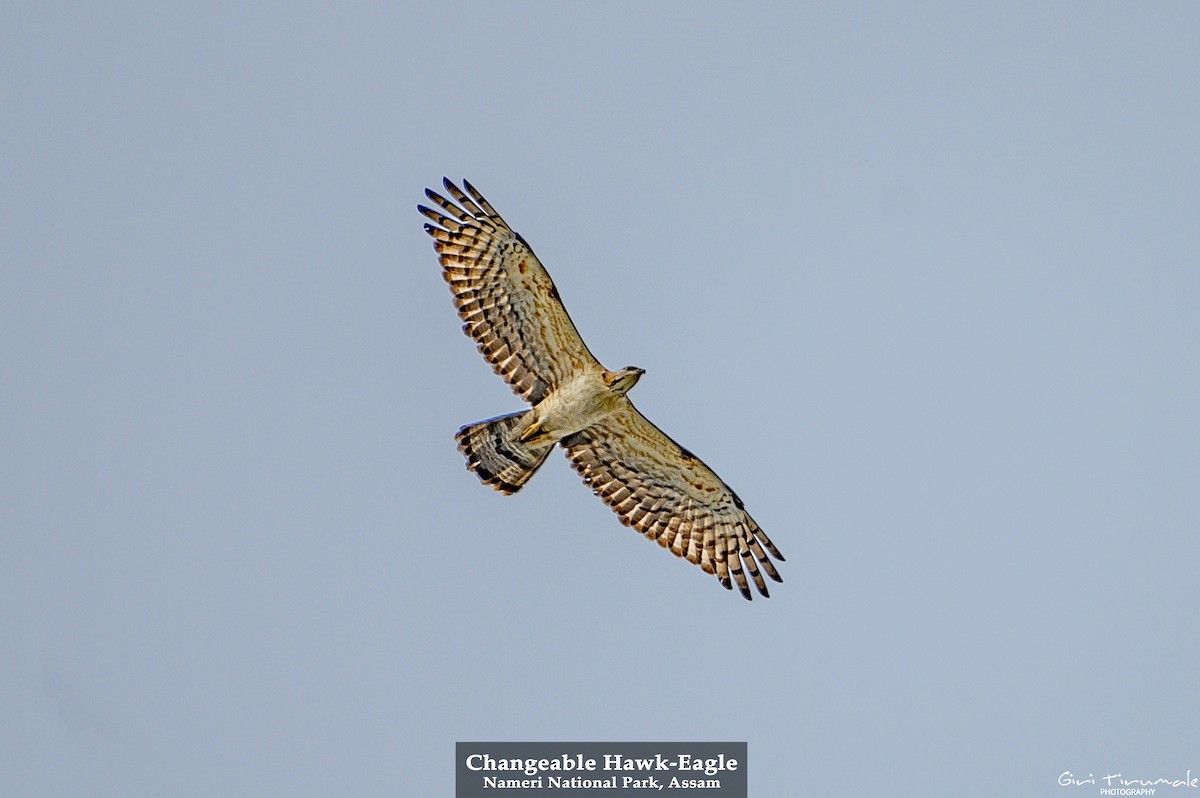 Águila Variable - ML420952501