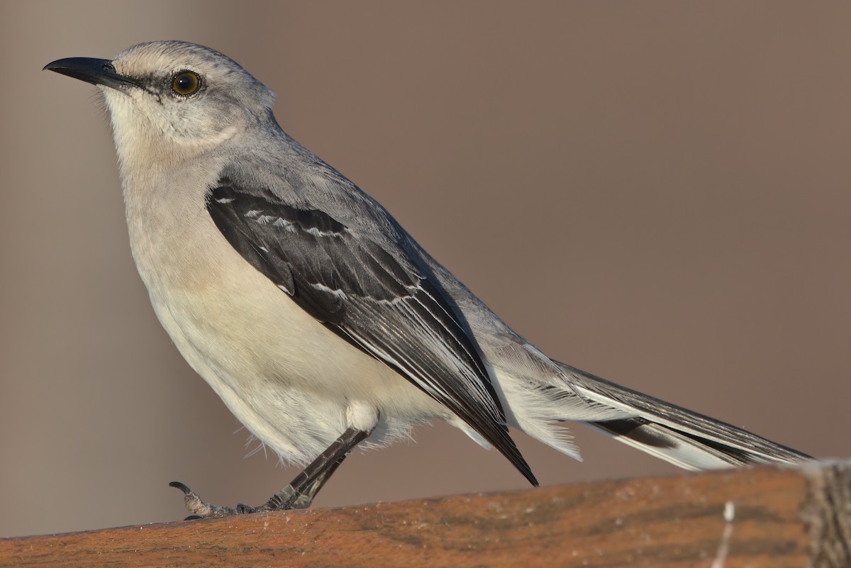 Tropical Mockingbird - ML420952541