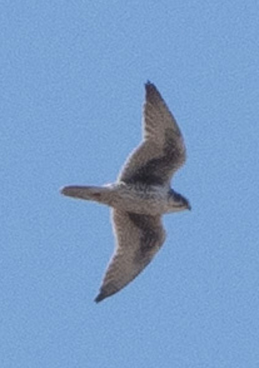 Prairie Falcon - ML420952691