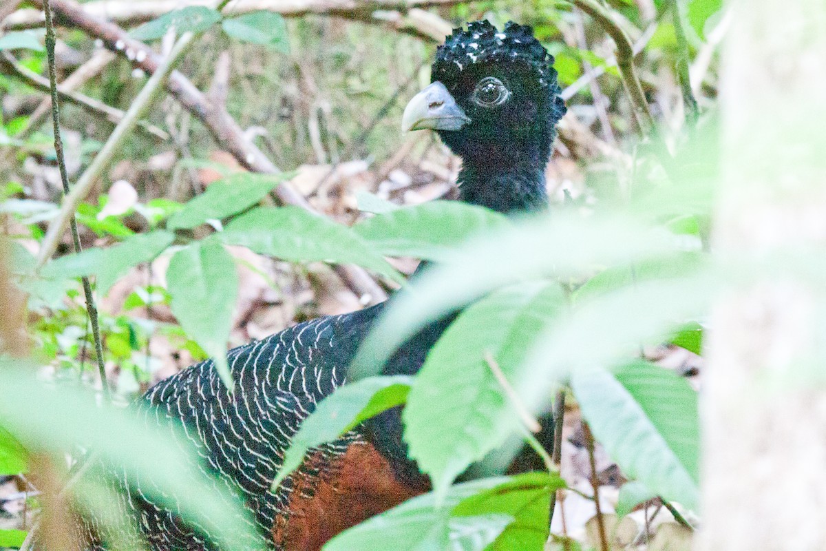 Blue-billed Curassow - ML420953531