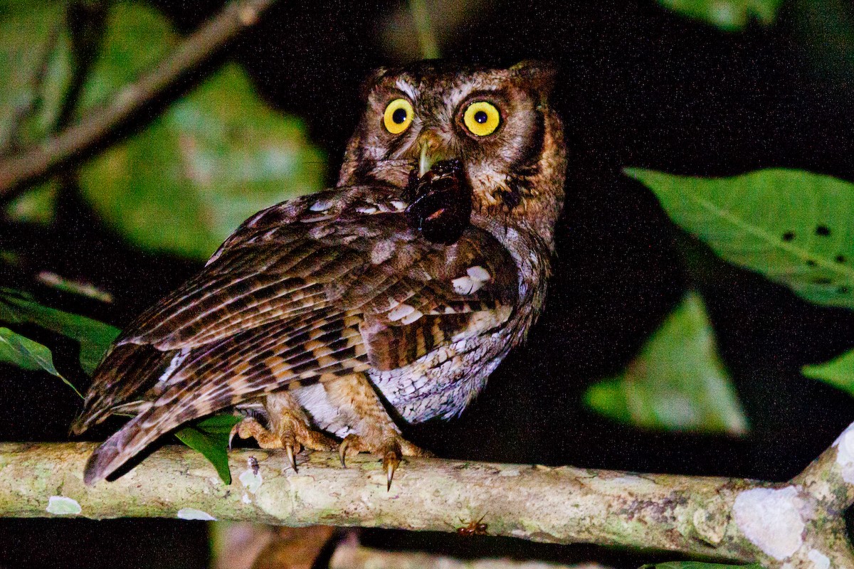 Tropical Screech-Owl - ML420954641