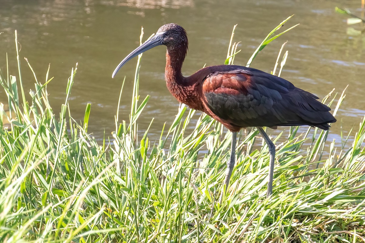 Glossy Ibis - ML420954991