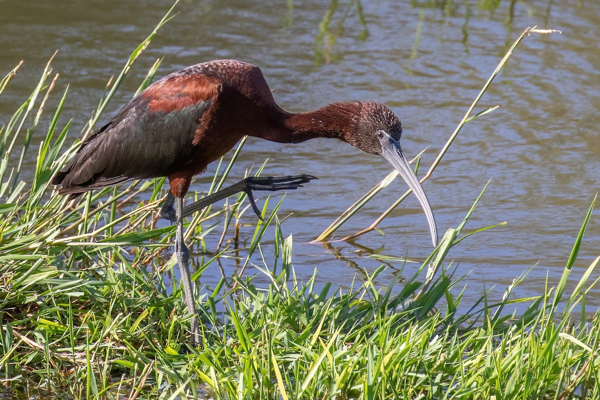 Glossy Ibis - ML420955241