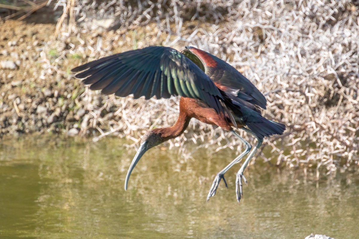 Glossy Ibis - ML420955261