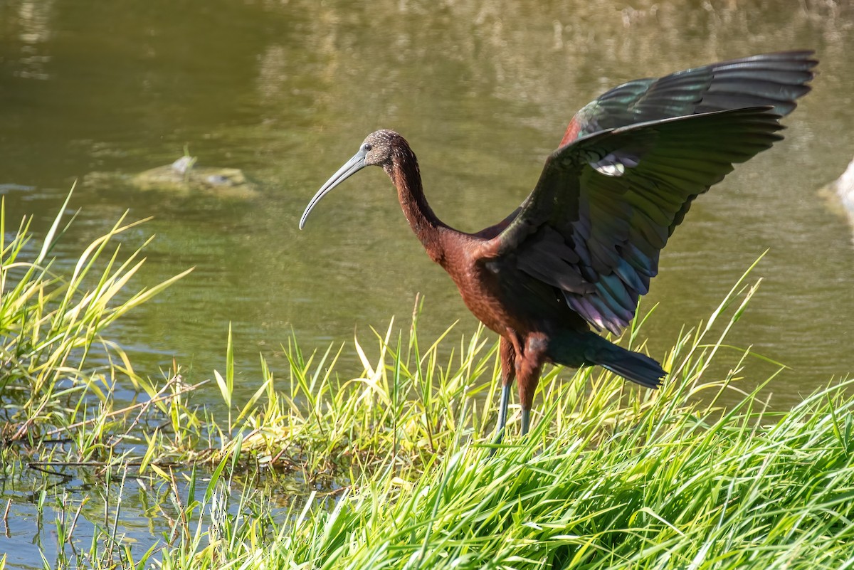 Glossy Ibis - ML420955271