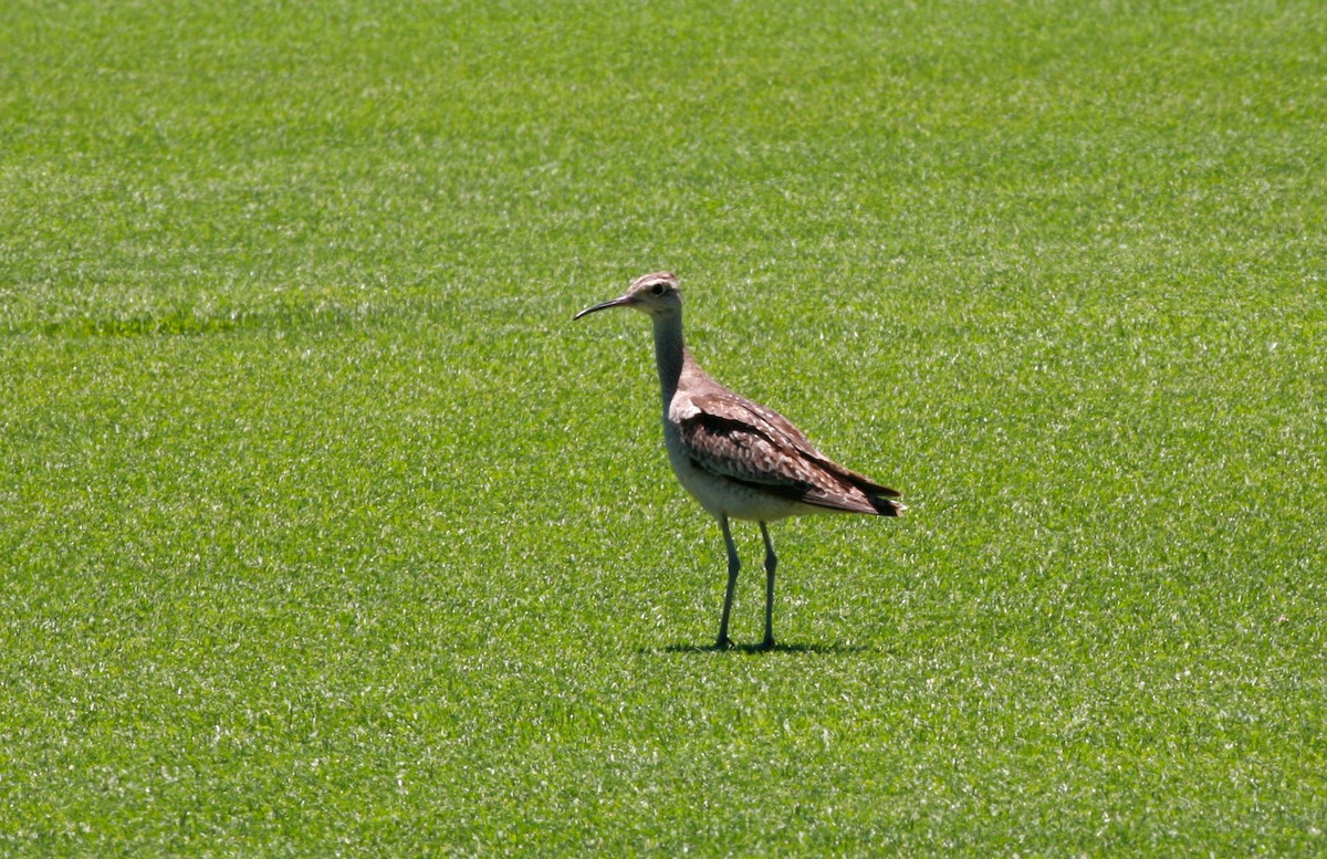 Little Curlew - ML42095581