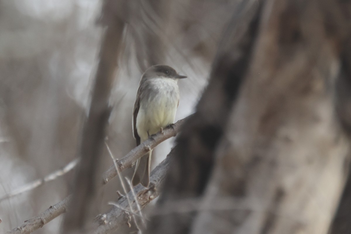 Eastern Phoebe - ML420956101