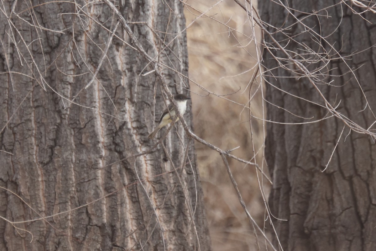 Moucherolle phébi - ML420956171