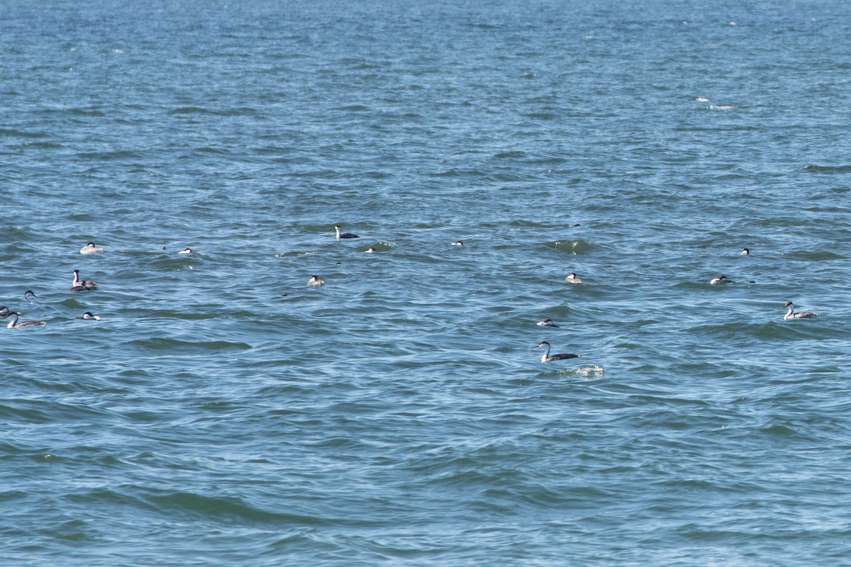 Western Grebe - ML420956181