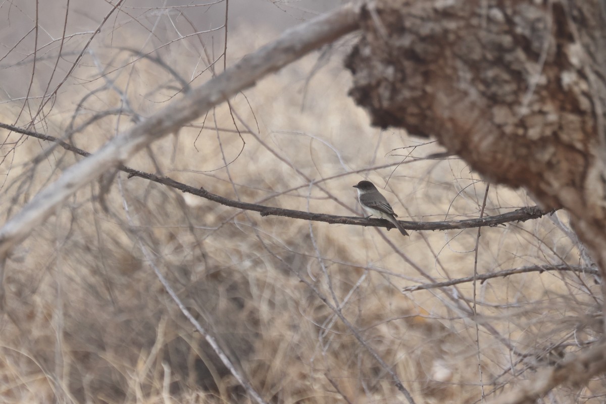 Moucherolle phébi - ML420956191