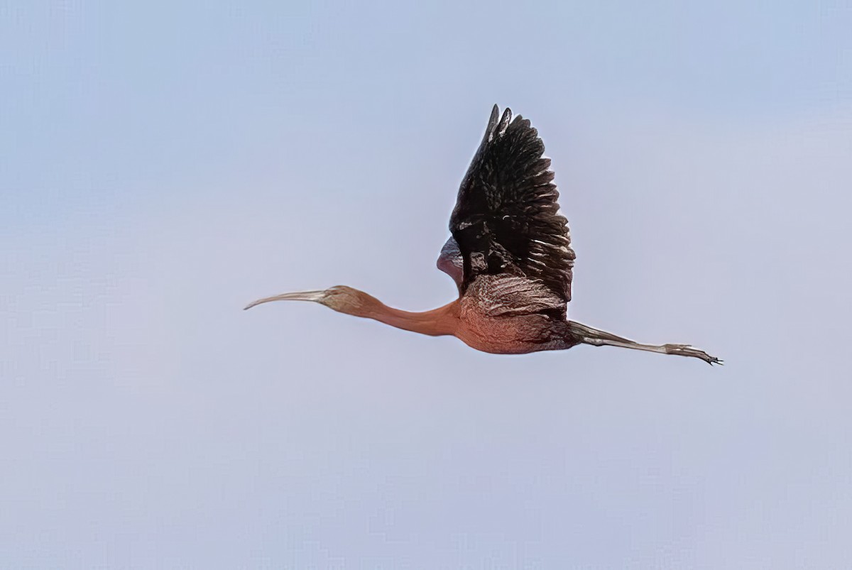 Glossy Ibis - ML420956881