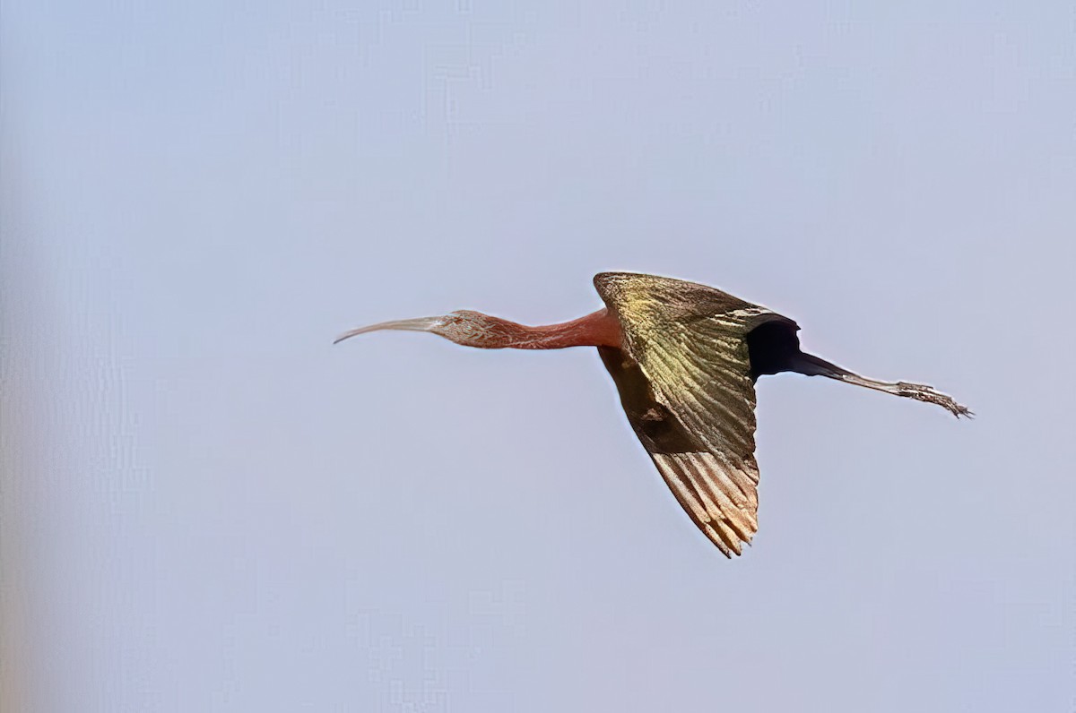 Glossy Ibis - ML420956911