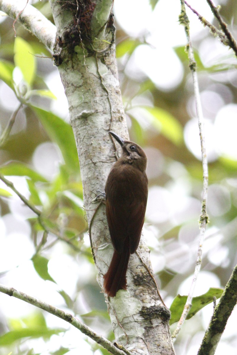 Plain-brown Woodcreeper - ML42095711