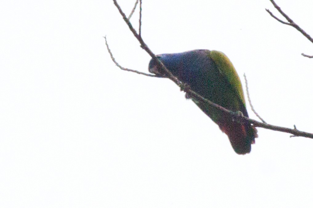 Blue-headed Parrot - ML420957681