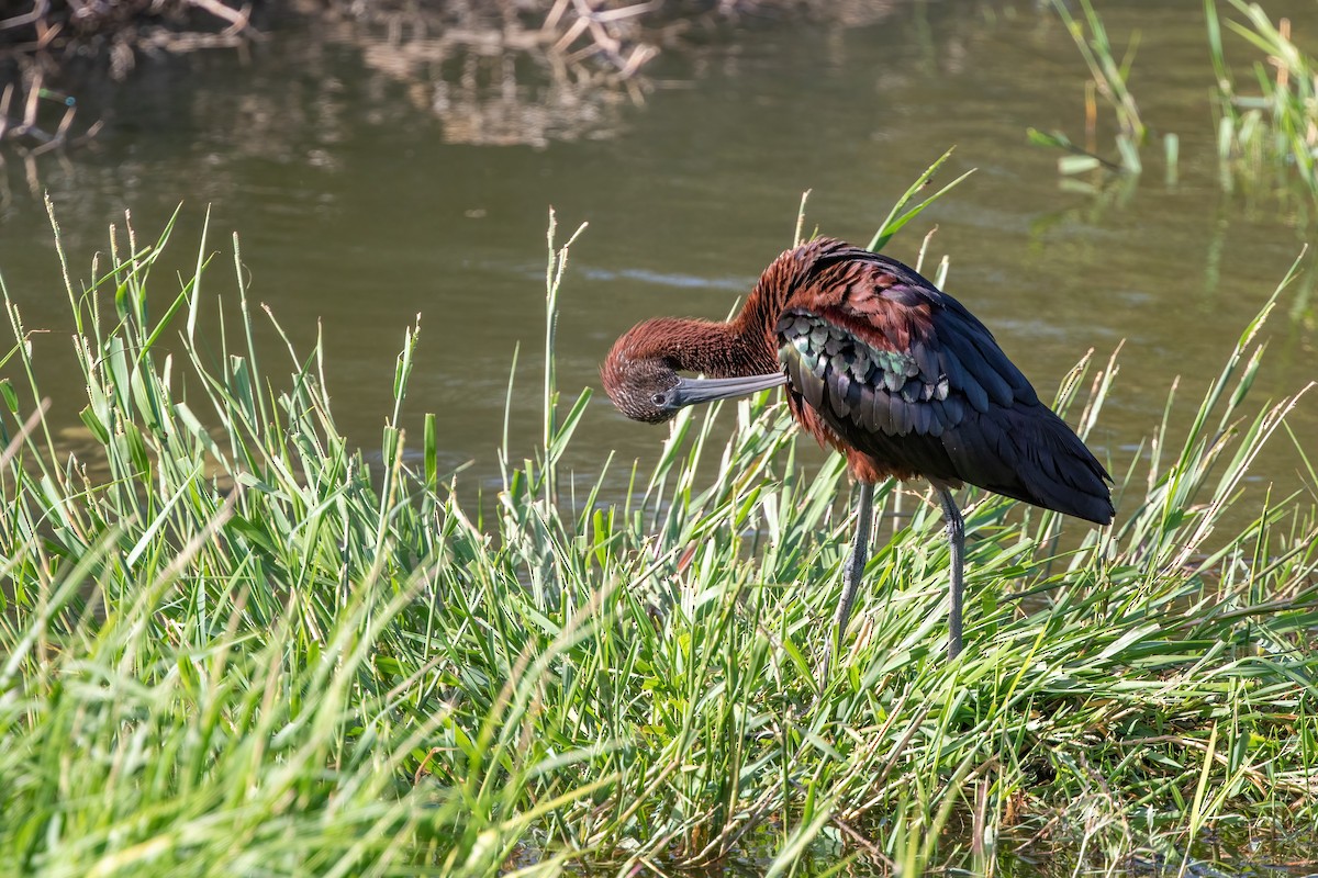 Glossy Ibis - ML420958181