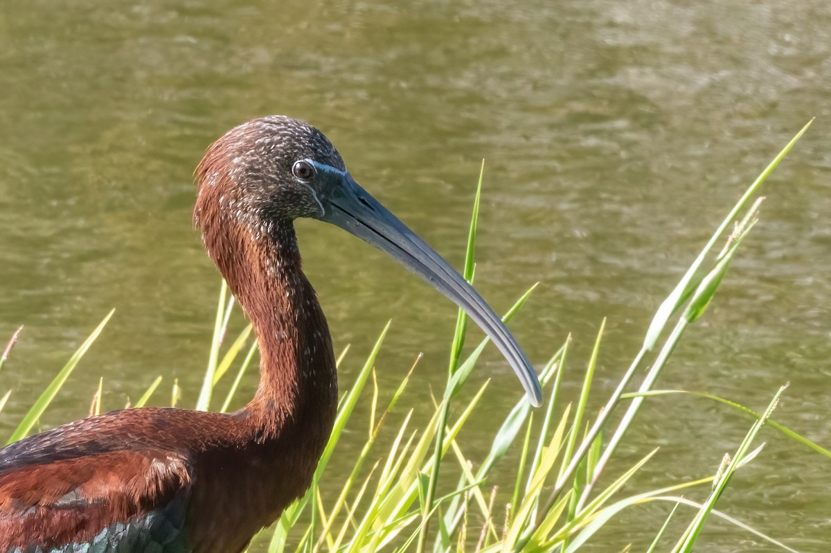 Glossy Ibis - ML420958311