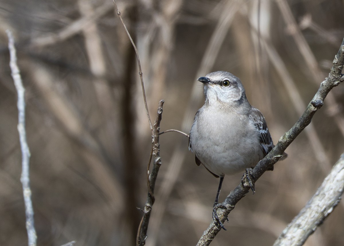 Northern Mockingbird - ML420958891