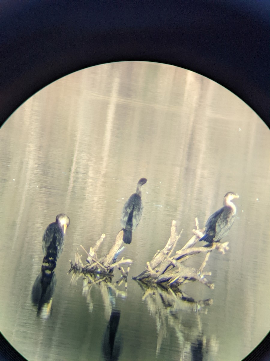 Double-crested Cormorant - ML420959311