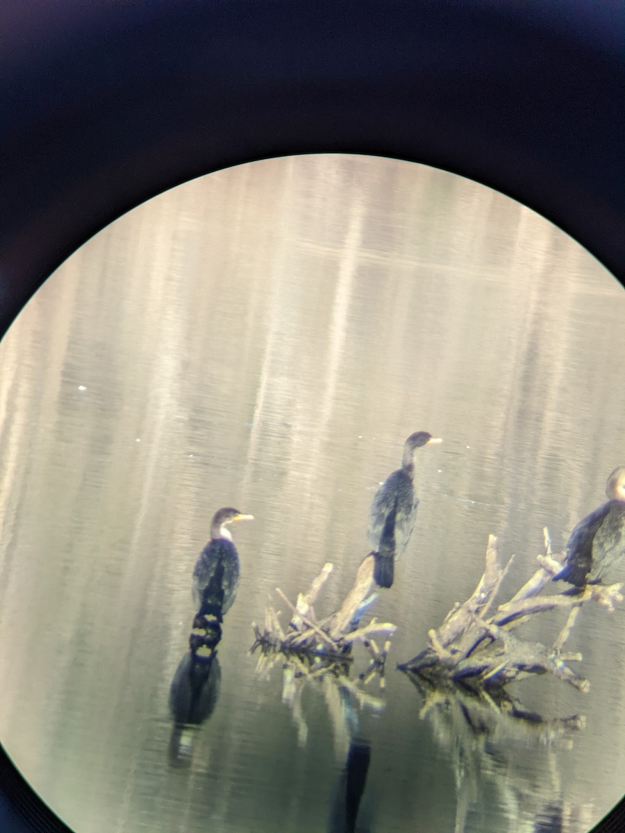Double-crested Cormorant - ML420959321