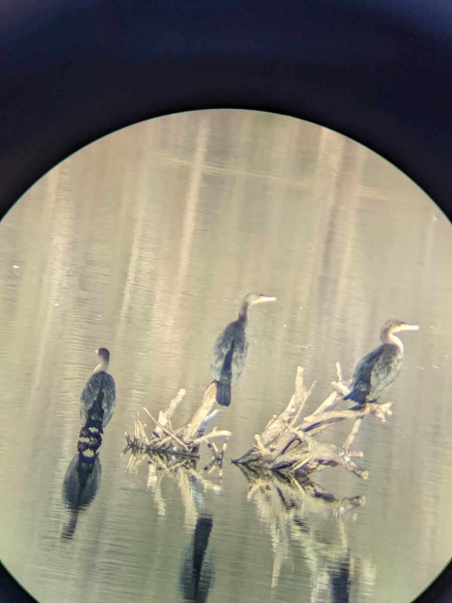 Double-crested Cormorant - ML420959331