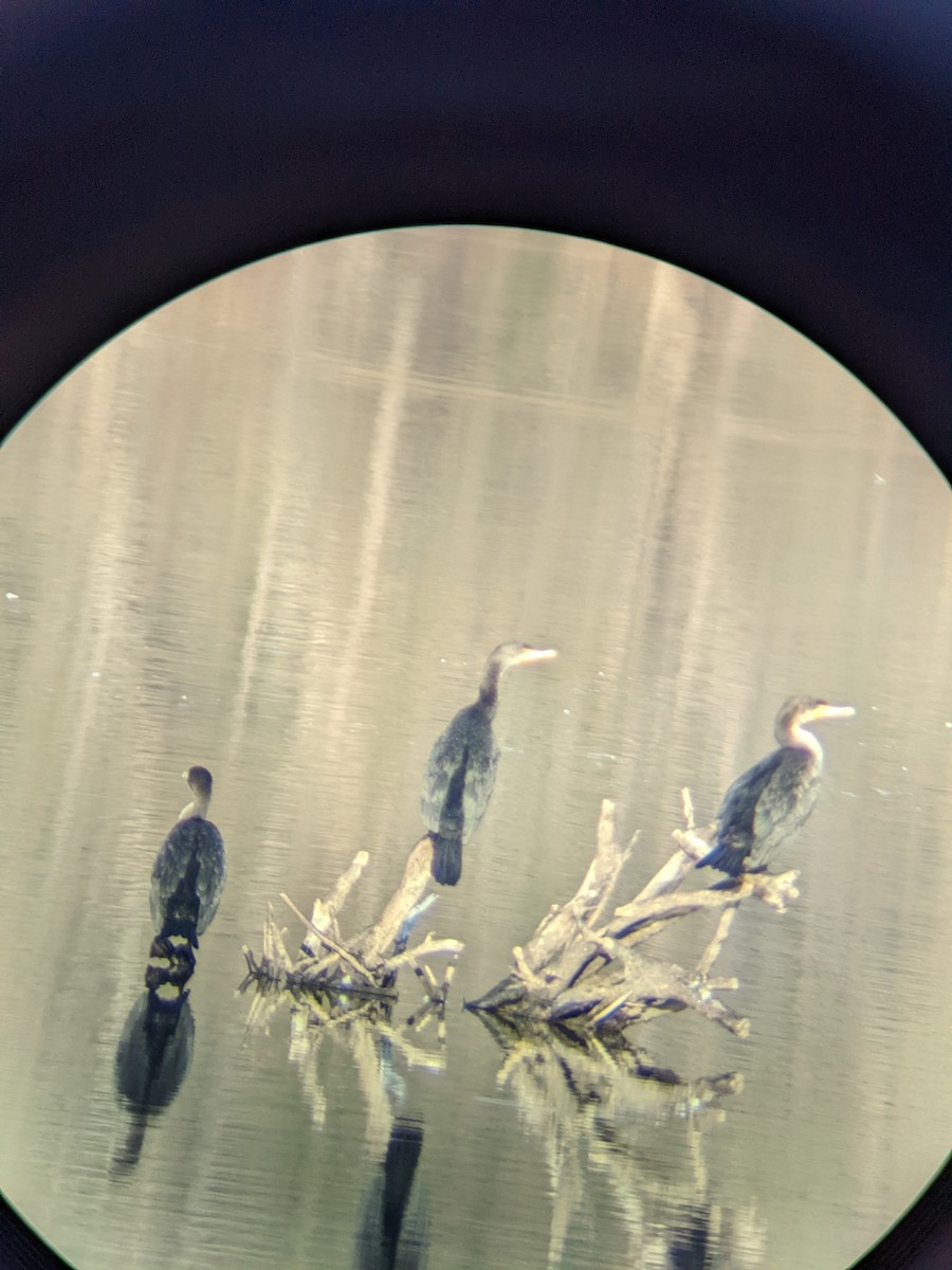 Double-crested Cormorant - ML420959341