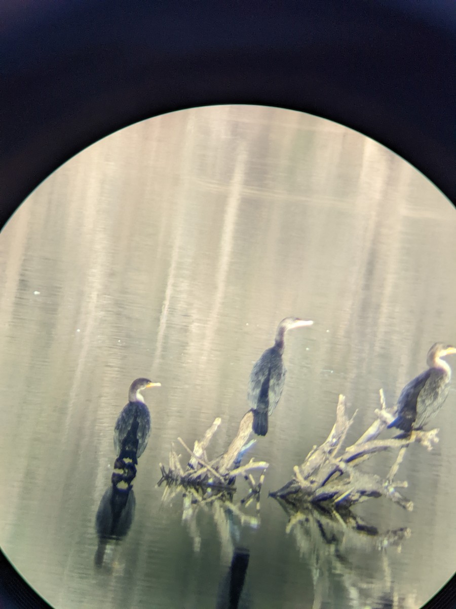 Double-crested Cormorant - ML420959381