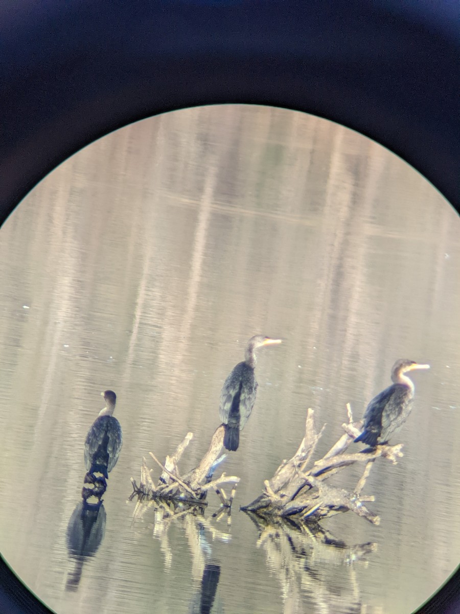 Double-crested Cormorant - ML420959391